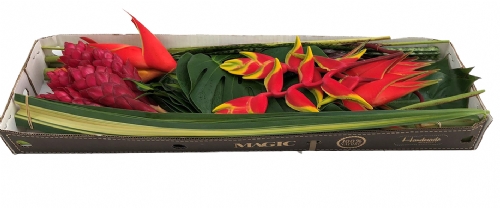 FIESTA MINI TROPICAL FLOWERS & FOLIAGES COMBO BOX